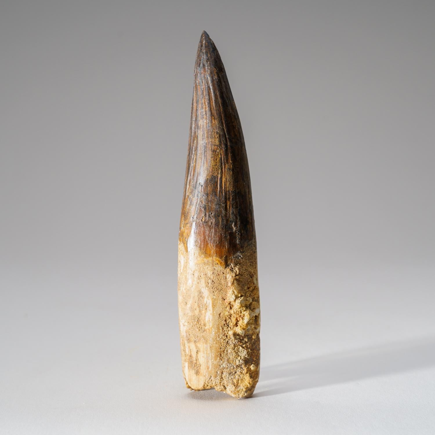 18th Century and Earlier Genuine Mosasaurus Tooth in Display Case (197.4 grams) For Sale