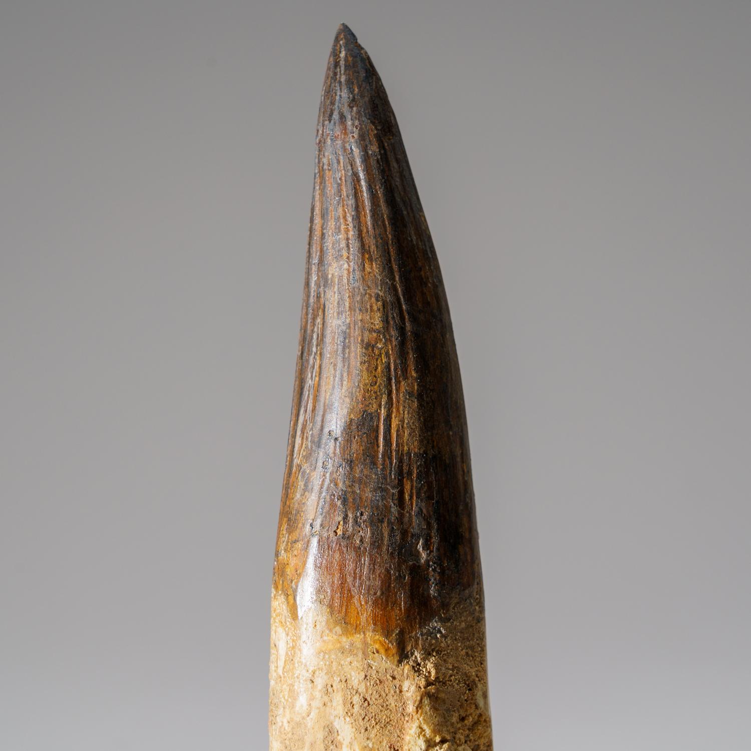 Autre Véritable dent de Mosasaure dans une vitrine (197,4 grammes) en vente