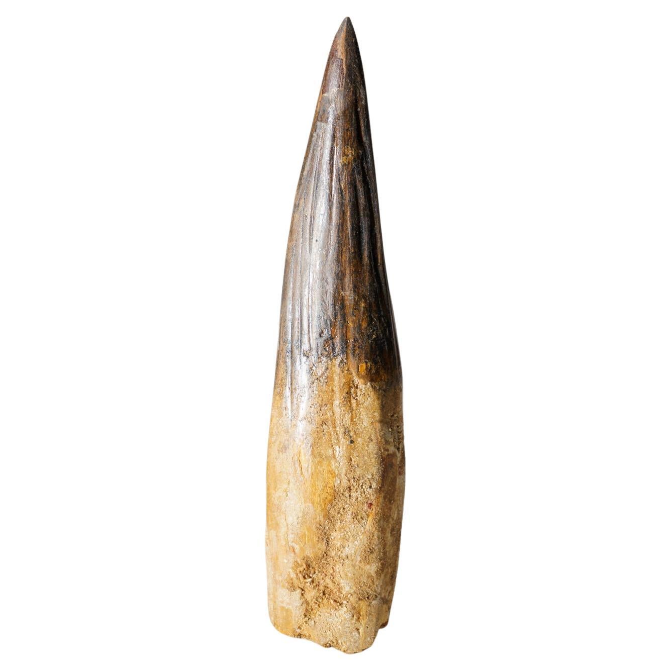 Véritable dent de Mosasaure dans une vitrine (197,4 grammes) en vente