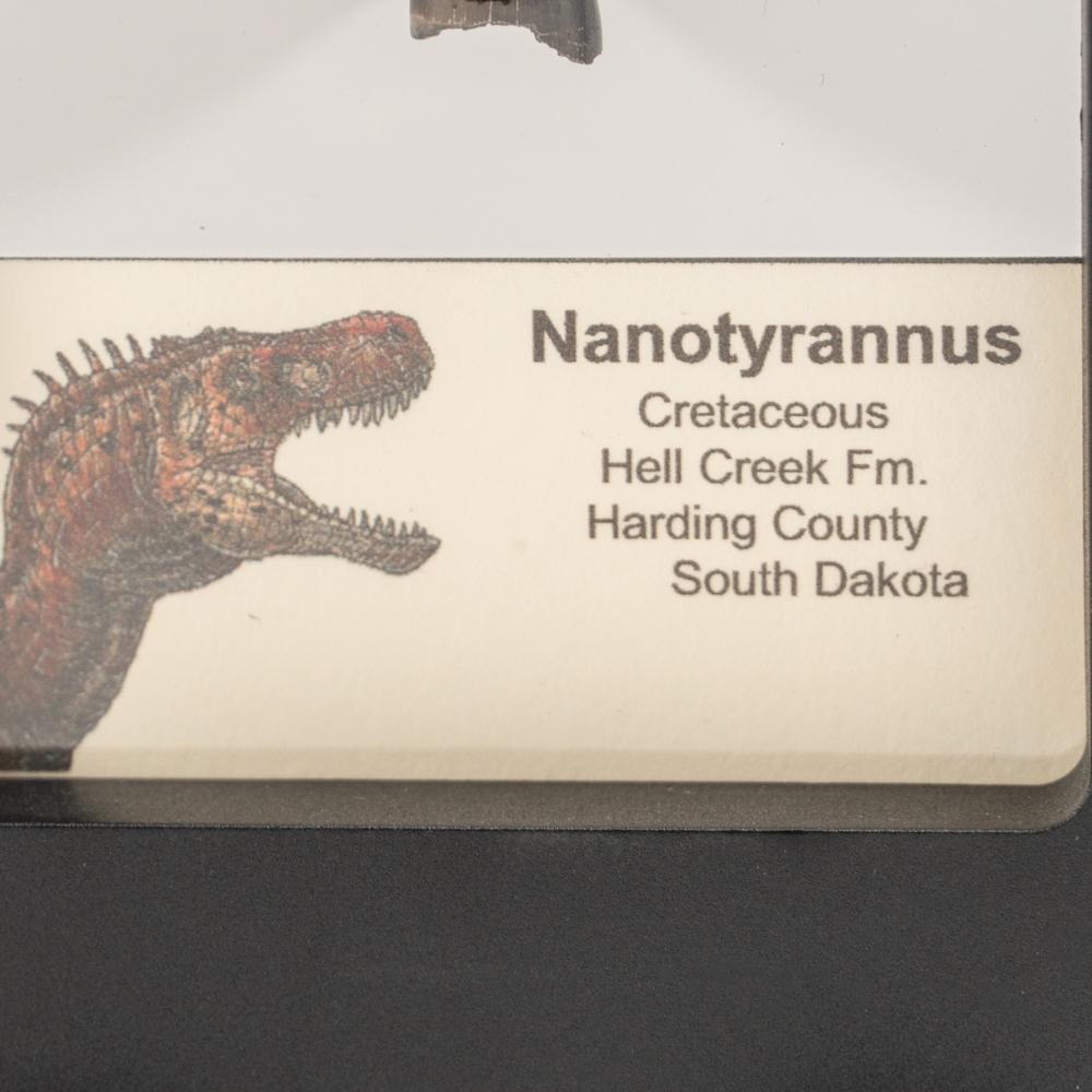 Genuine Nanotyrannus Rex Tooth in a Display Box In Good Condition For Sale In New York, NY