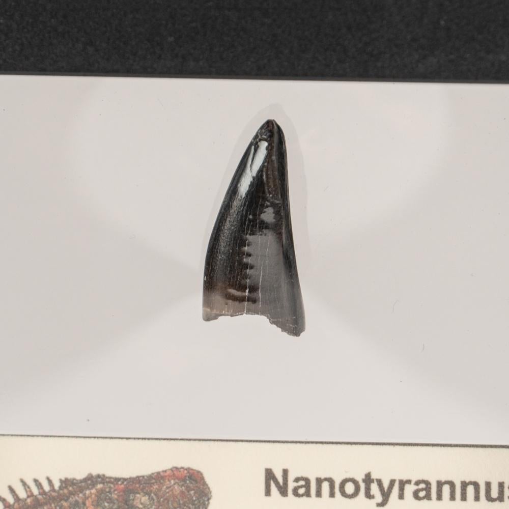18th Century and Earlier Genuine Nanotyrannus Rex Tooth in a Display Box For Sale