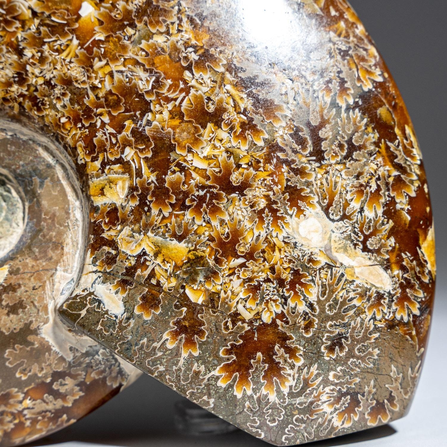 Museum-quality, fossilized and calcified ammonite shell with an iridescent, opalized shimmer displaying hints of vibrant red. The fossilized shells of Ammonites are typically spiral-shaped, very much like that of the Nautilus. However, around 170