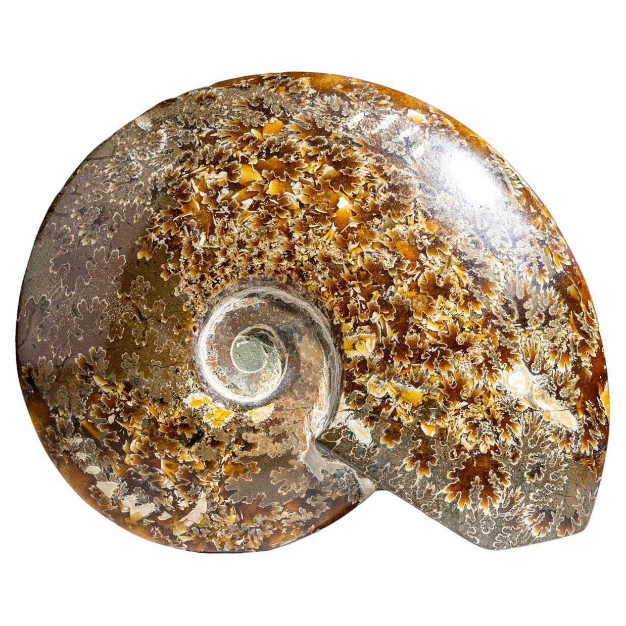 What is iridescent ammonite?