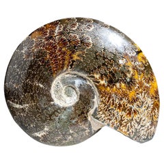 Genuine Natural Calcified Ammonite Fossil '4 LBS'