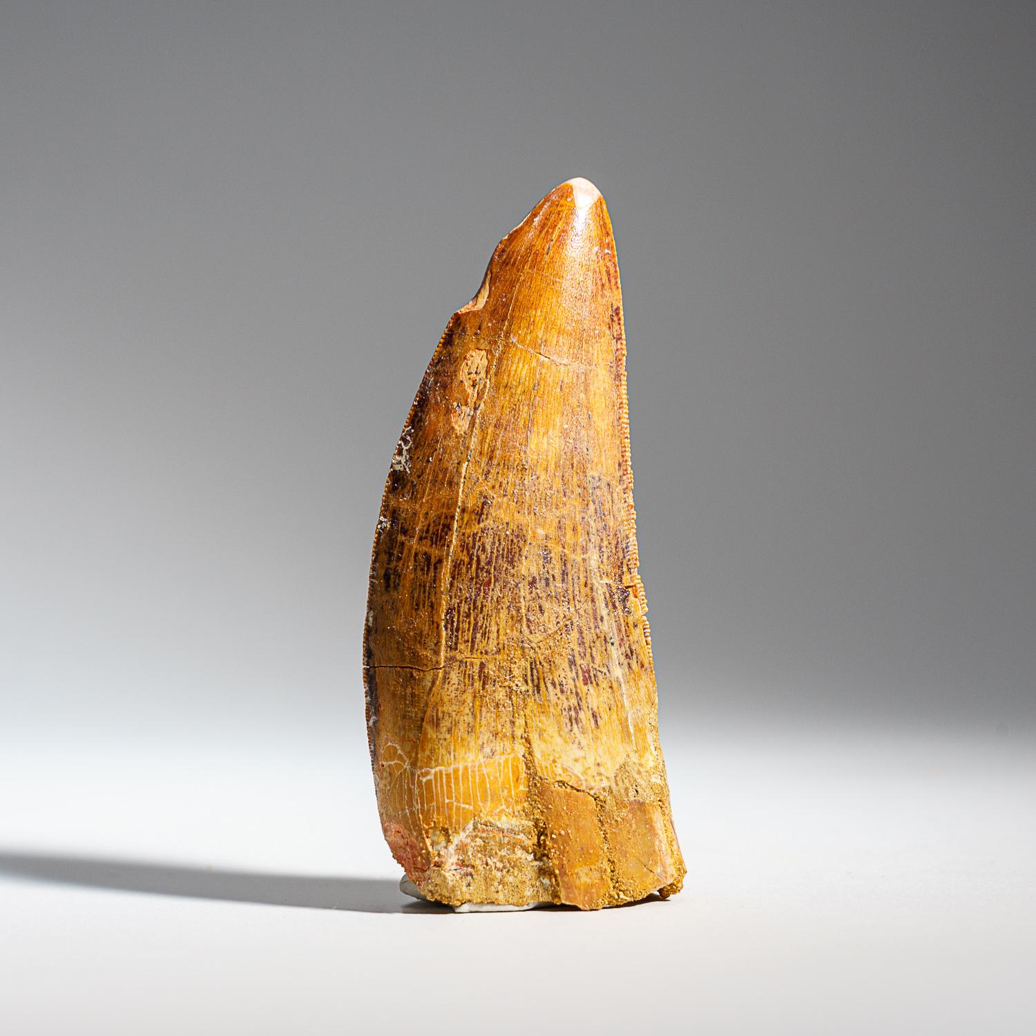 Genuine Natural Carcharodontosaurus Dinosaur Tooth (34 grams) In Good Condition For Sale In New York, NY