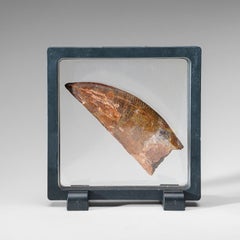 Genuine Natural Carcharodontosaurus Dinosaur Tooth (43 grams)