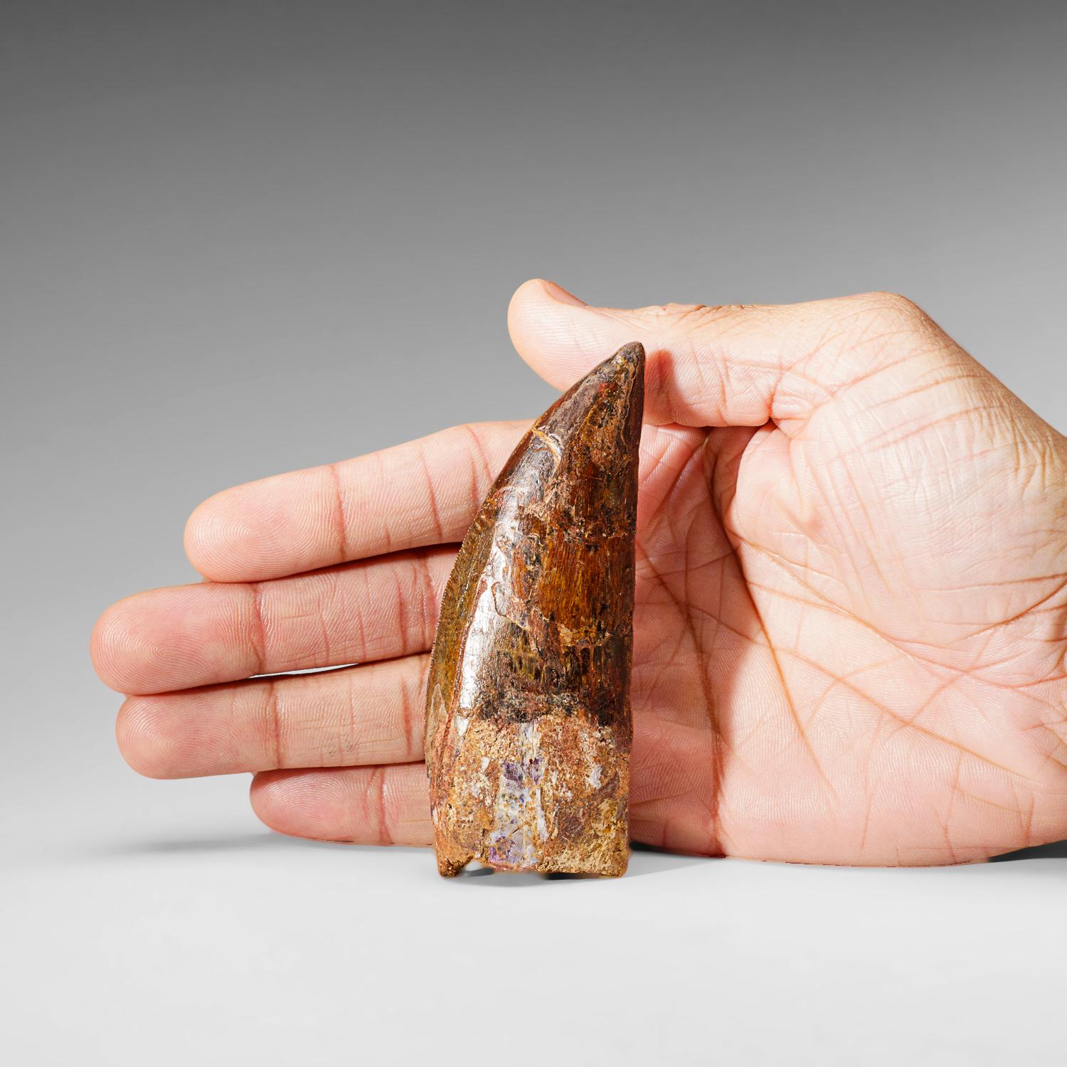 Egyptian Genuine Natural Carcharodontosaurus Dinosaur Tooth (43 grams) For Sale