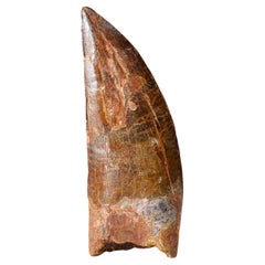 Véritable dent naturelle de dinosaure Carcharodontosaurus (43 grammes)