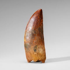 Ein echtes natürliches Carcharodontosaurus Dinosaurierzahn (74 Gramm)