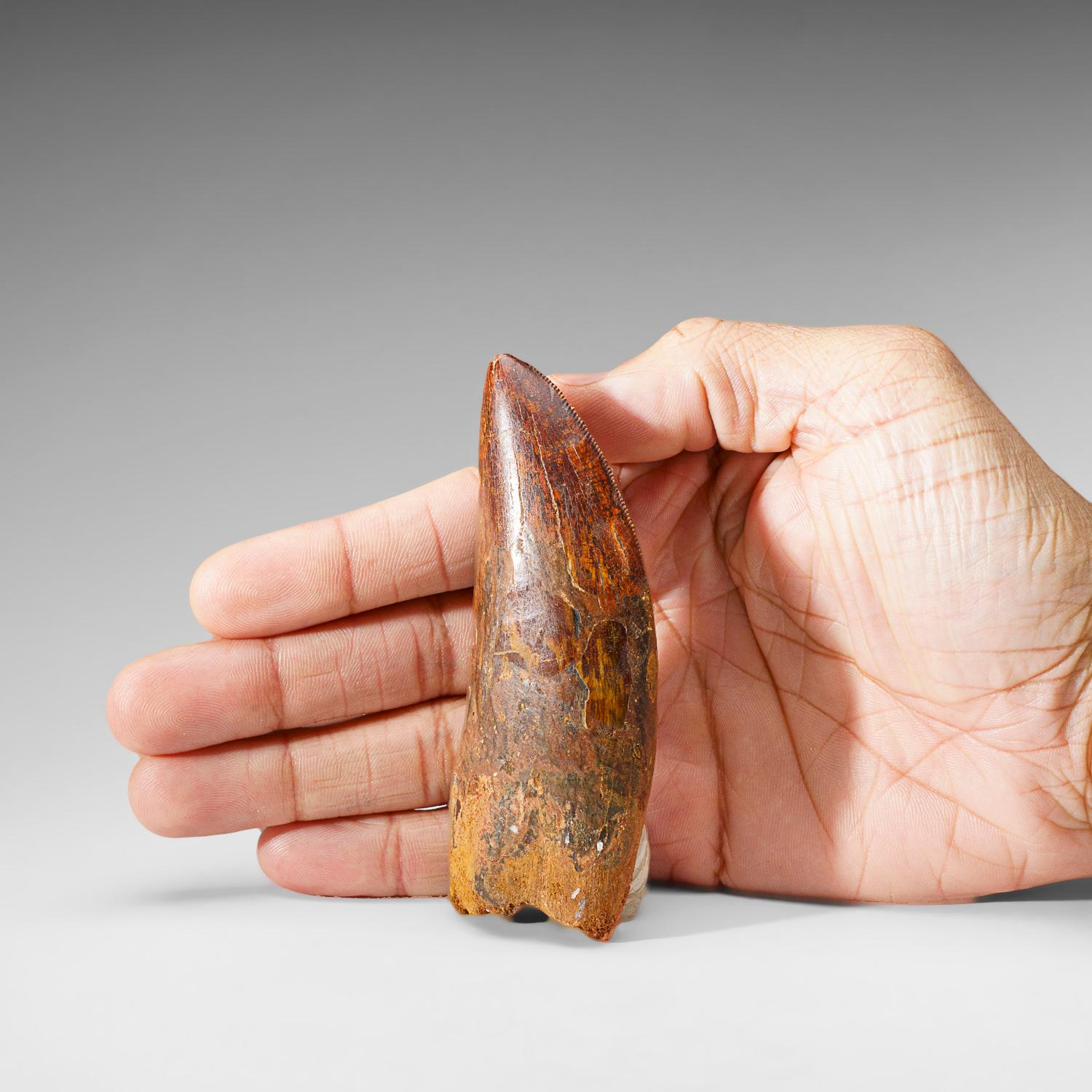 Genuine Natural Carcharodontosaurus Dinosaur Tooth (74 grams) In Excellent Condition For Sale In New York, NY