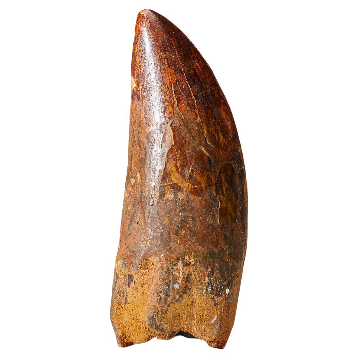 Genuine Natural Carcharodontosaurus Dinosaur Tooth (74 grams)