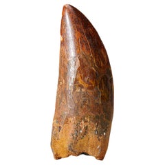 Véritable dent naturelle de dinosaure Carcharodontosaurus (74 grammes)