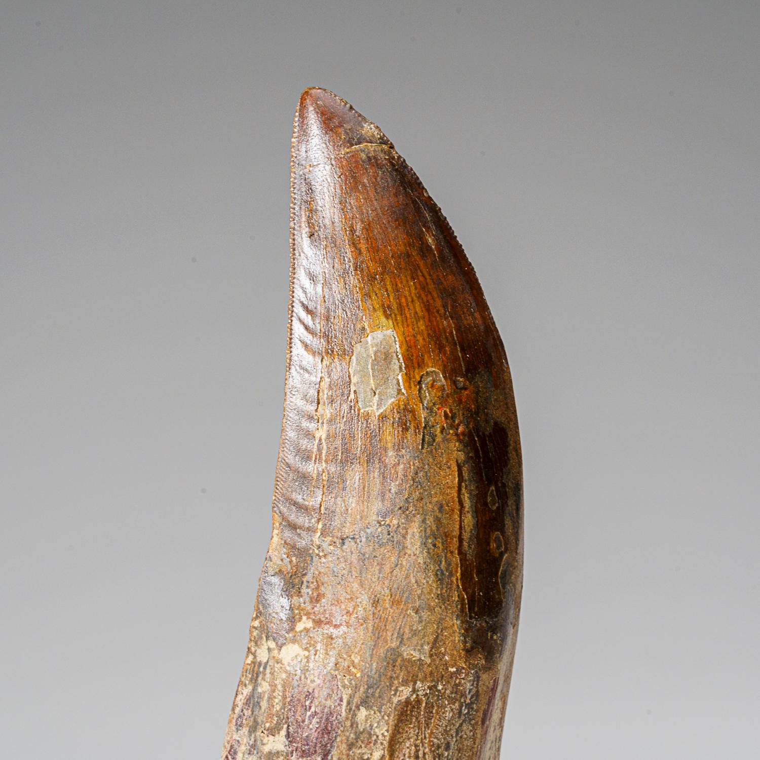 Carcharodontosaurus (Dinosaur) tooth in a glass display box From Tegana Formation, North Africa.

Cretaceous Age 65 million years

Carcharodontosaurus is one of the longest and heaviest known carnivorous dinosaurs, with various scientists proposing