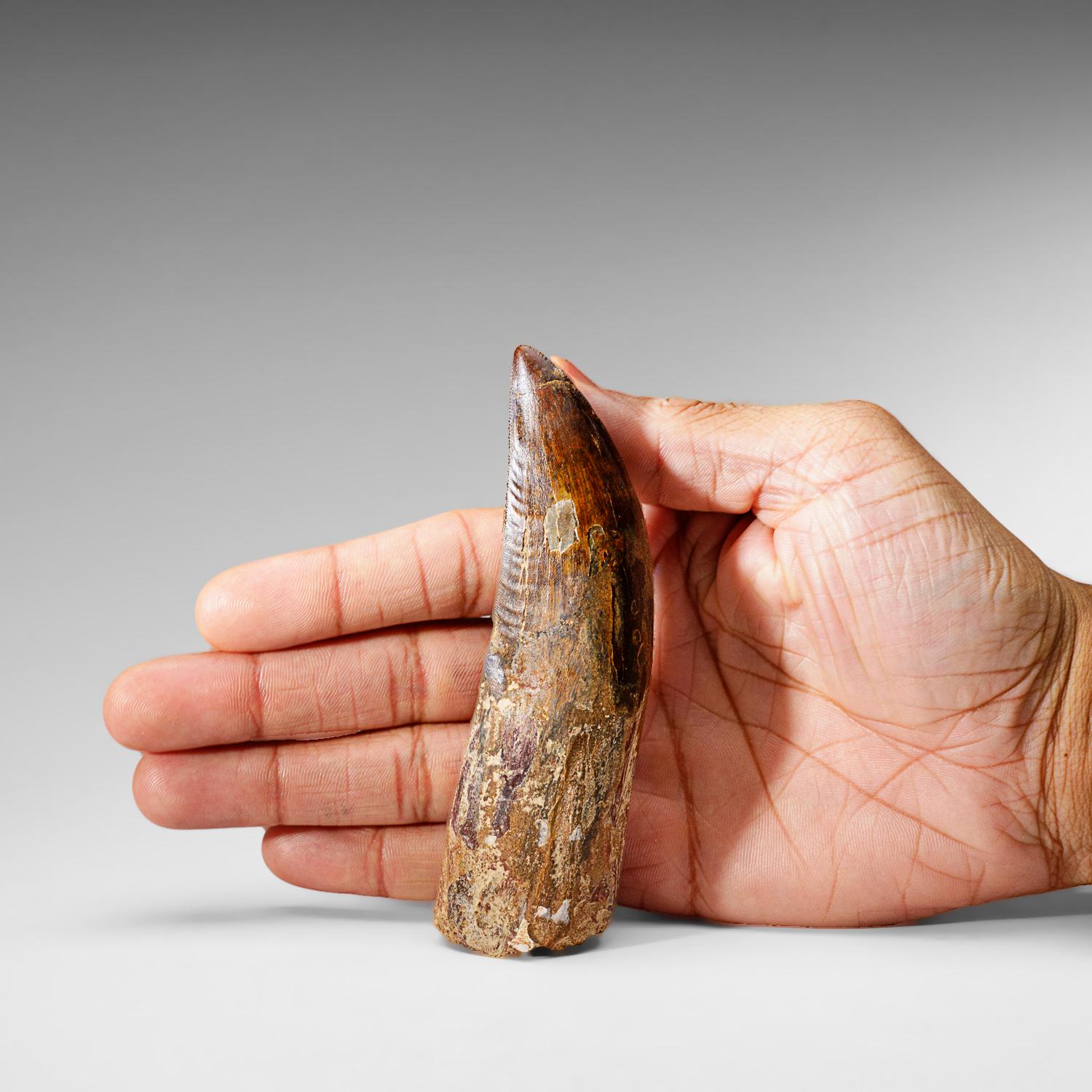 Egyptian Genuine Natural Carcharodontosaurus Dinosaur Tooth (91 grams) For Sale
