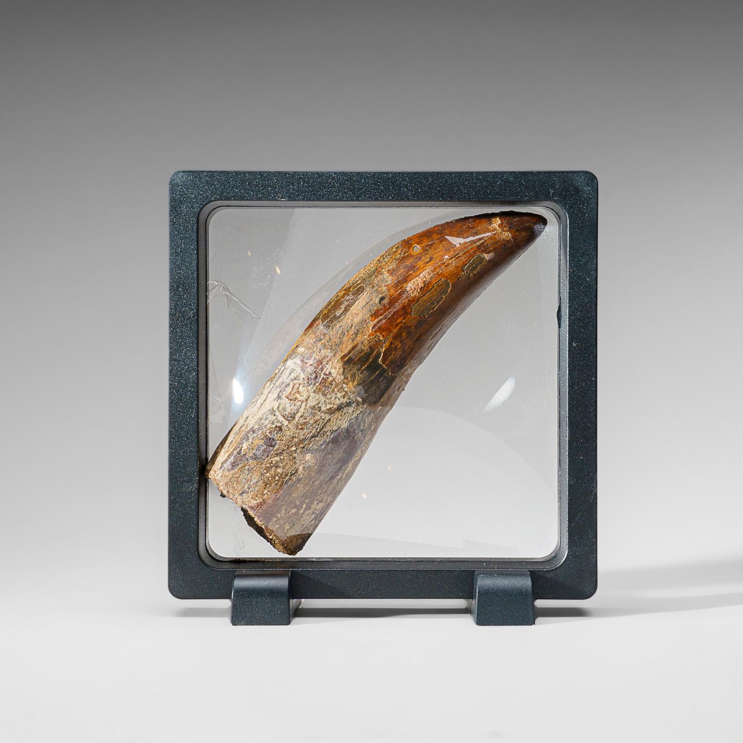 Genuine Natural Carcharodontosaurus Dinosaur Tooth (91 grams) In Excellent Condition For Sale In New York, NY