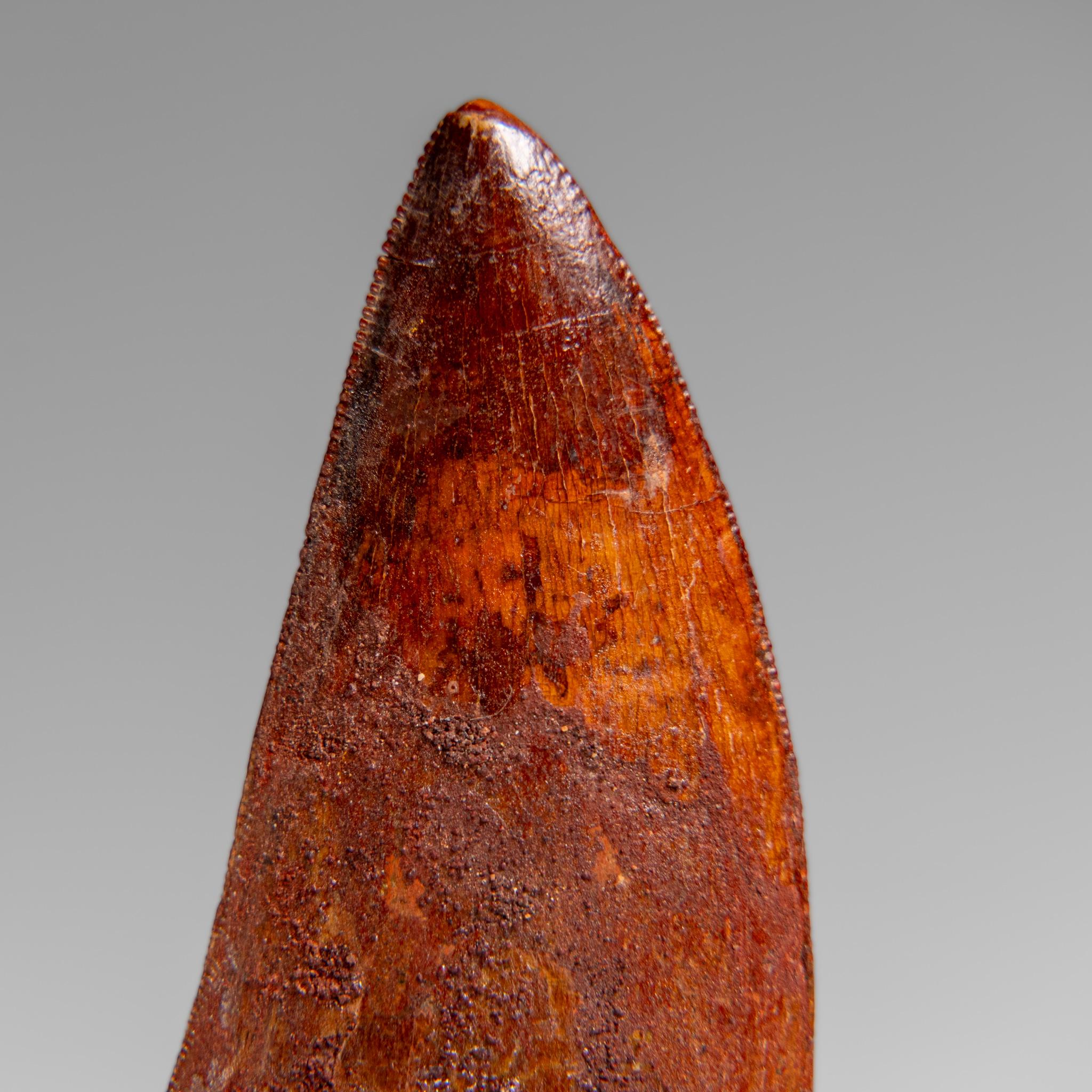 This authentic Carcharodontosaurus tooth represents a remarkable specimen from the Tegana Formation of North Africa, dating back approximately 65 million years to the Cretaceous period. This fossil originates from one of prehistory's most formidable