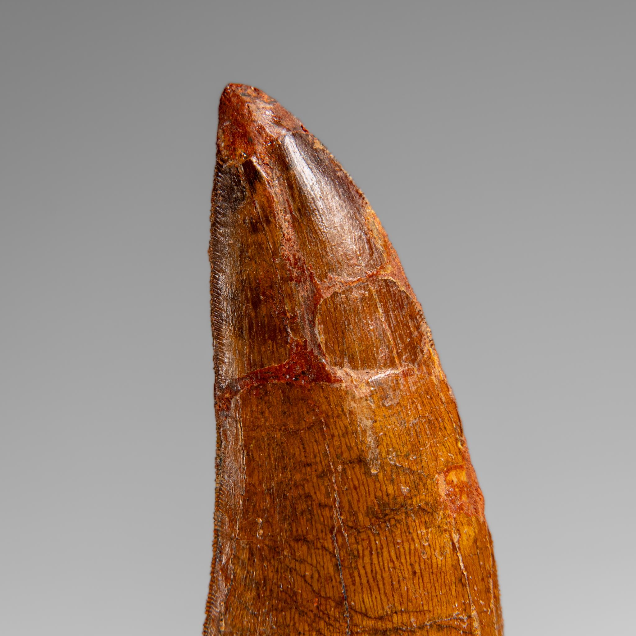 This authentic Carcharodontosaurus tooth represents a remarkable specimen from the Tegana Formation of North Africa, dating back approximately 65 million years to the Cretaceous period. This fossil originates from one of prehistory's most formidable