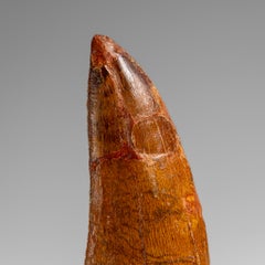 Echte natürliche Carcharodontosaurus Dinosaurier Zahn in Display-Box