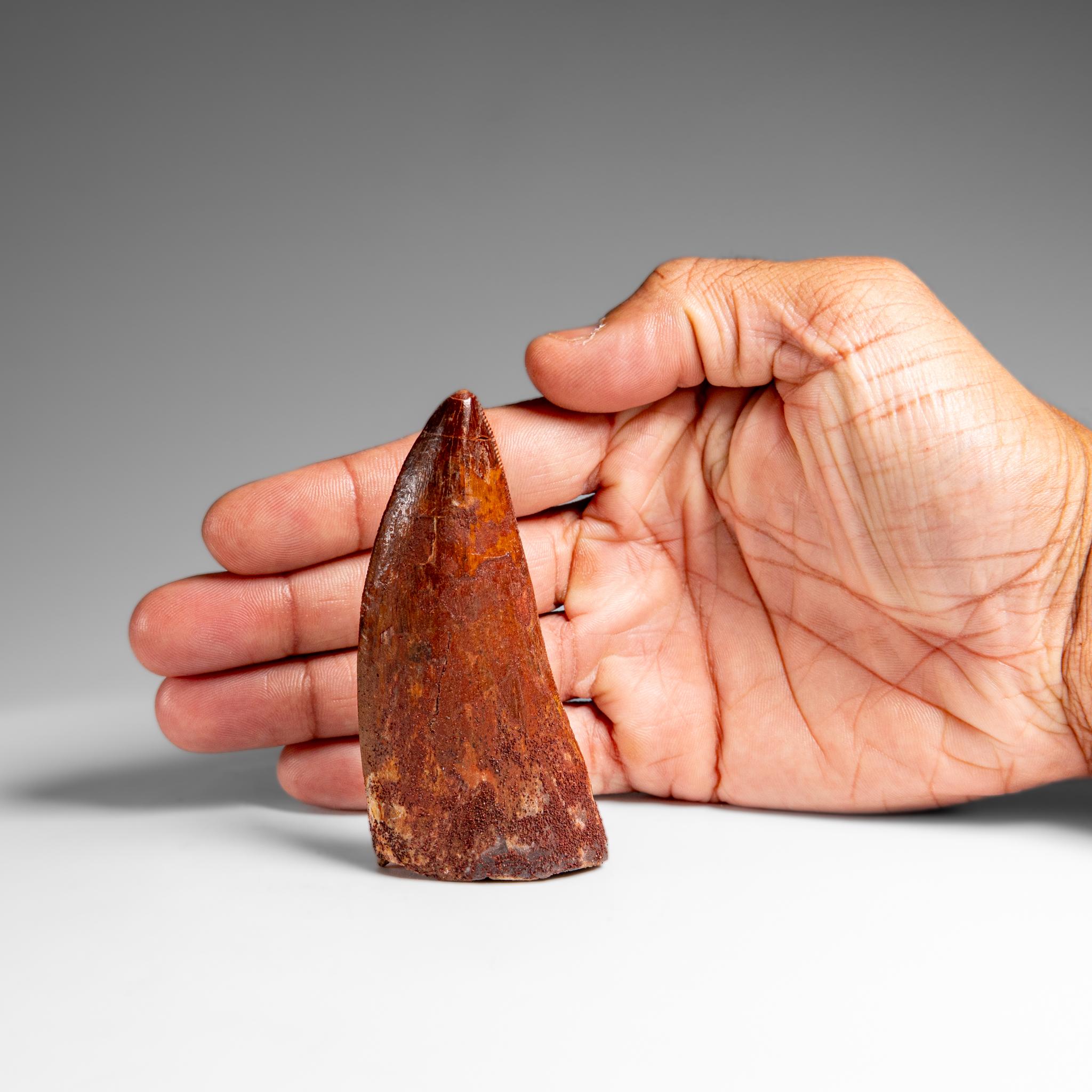 Prehistoric Genuine Natural Carcharodontosaurus Dinosaur Tooth in Display Box For Sale