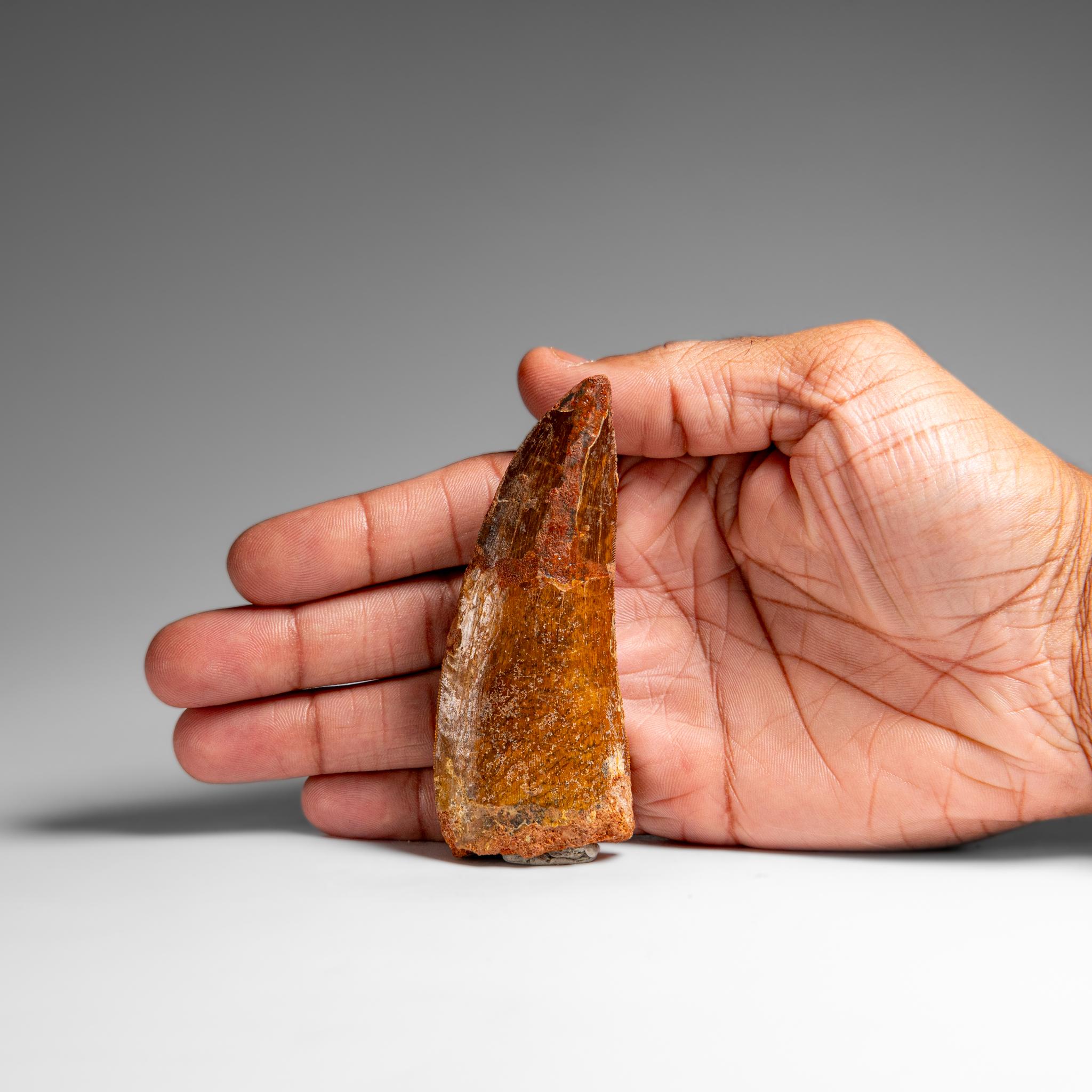 Prehistoric Genuine Natural Carcharodontosaurus Dinosaur Tooth in Display Box For Sale