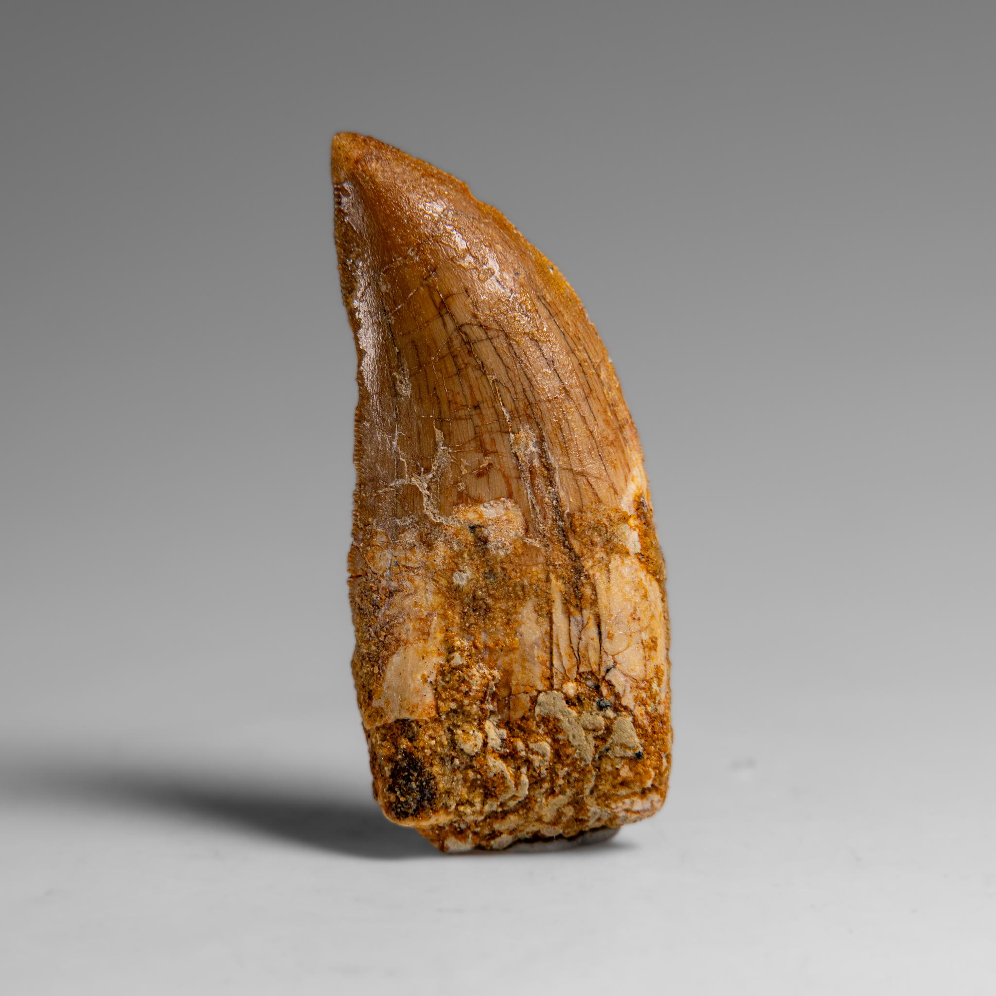 Genuine Natural Carcharodontosaurus Dinosaur Tooth in Display Box In Excellent Condition For Sale In New York, NY