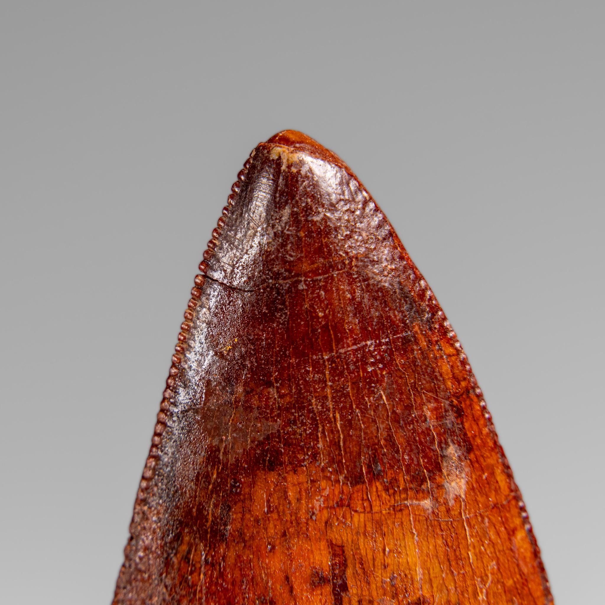 Egyptian Genuine Natural Carcharodontosaurus Dinosaur Tooth in Display Box For Sale