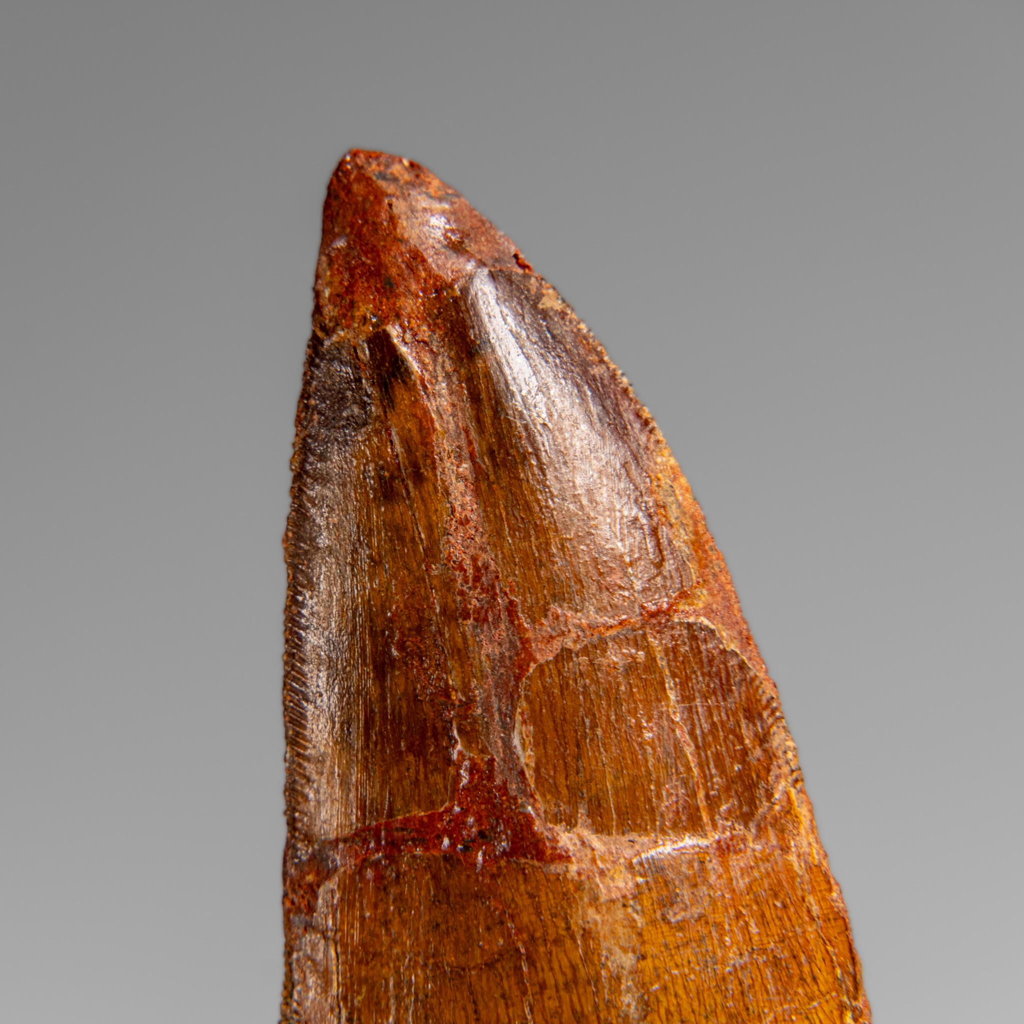 Egyptian Genuine Natural Carcharodontosaurus Dinosaur Tooth in Display Box For Sale