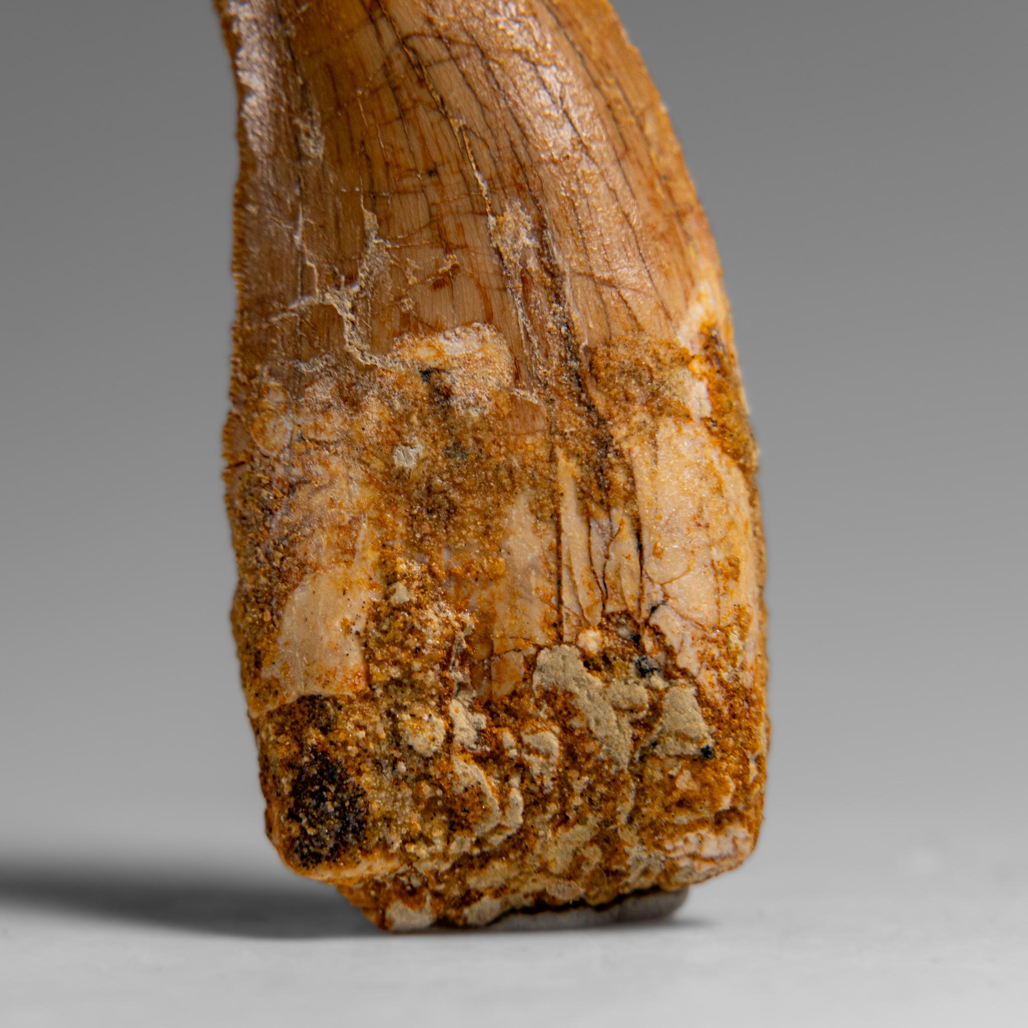 18th Century and Earlier Genuine Natural Carcharodontosaurus Dinosaur Tooth in Display Box For Sale