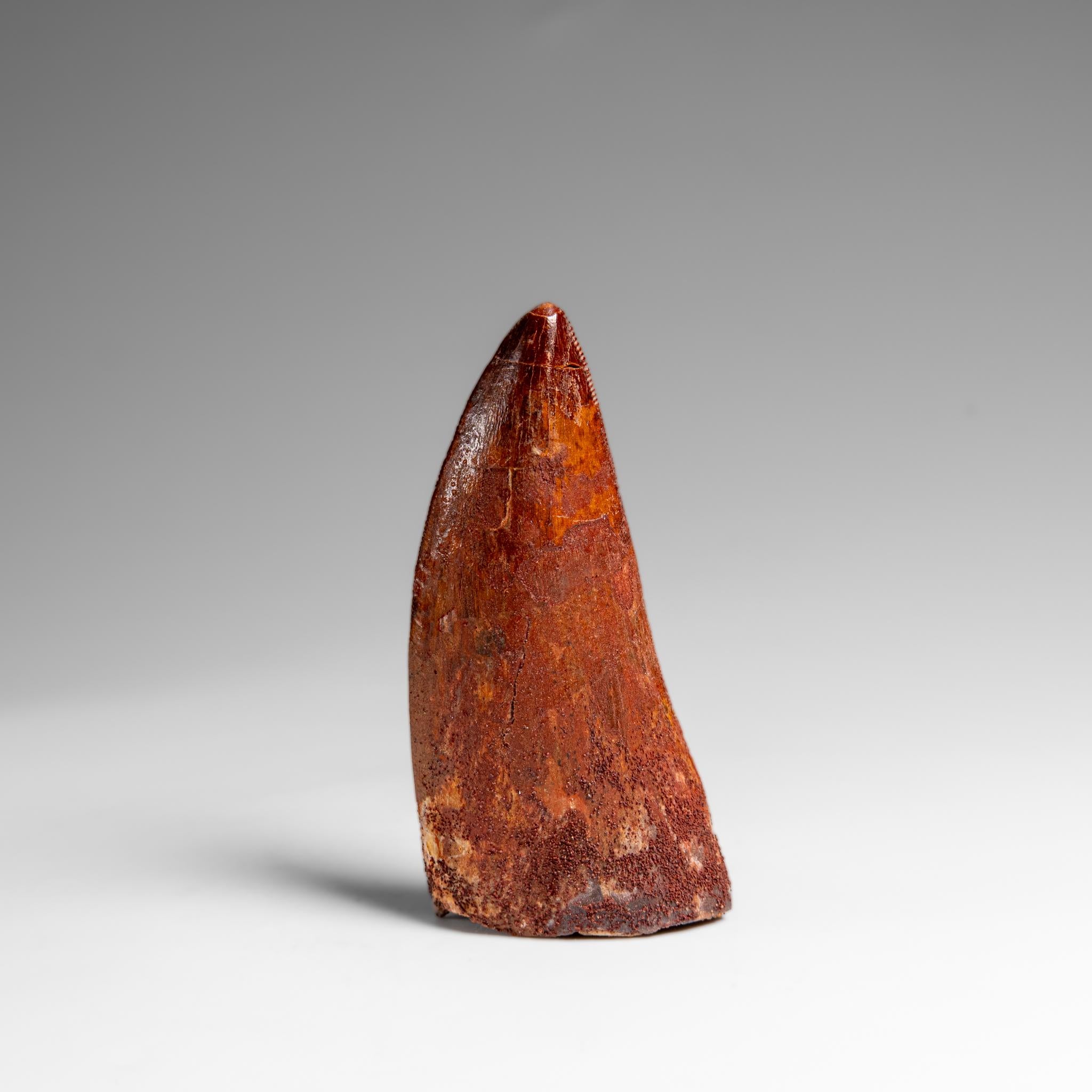 Genuine Natural Carcharodontosaurus Dinosaur Tooth in Display Box In Excellent Condition For Sale In New York, NY