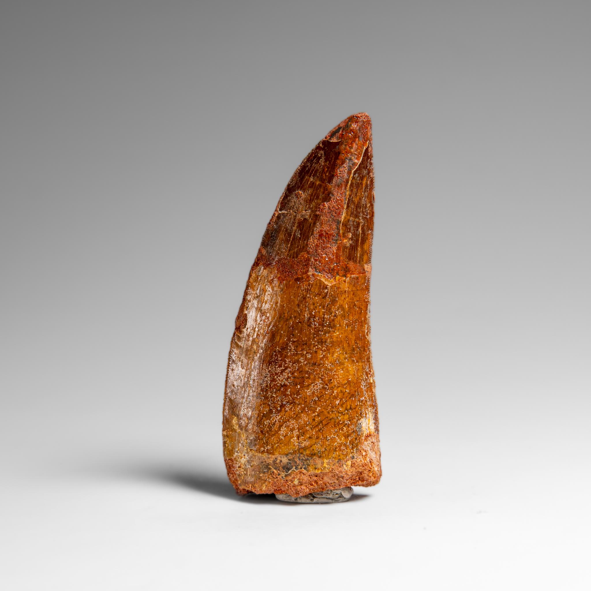 Genuine Natural Carcharodontosaurus Dinosaur Tooth in Display Box In Excellent Condition For Sale In New York, NY