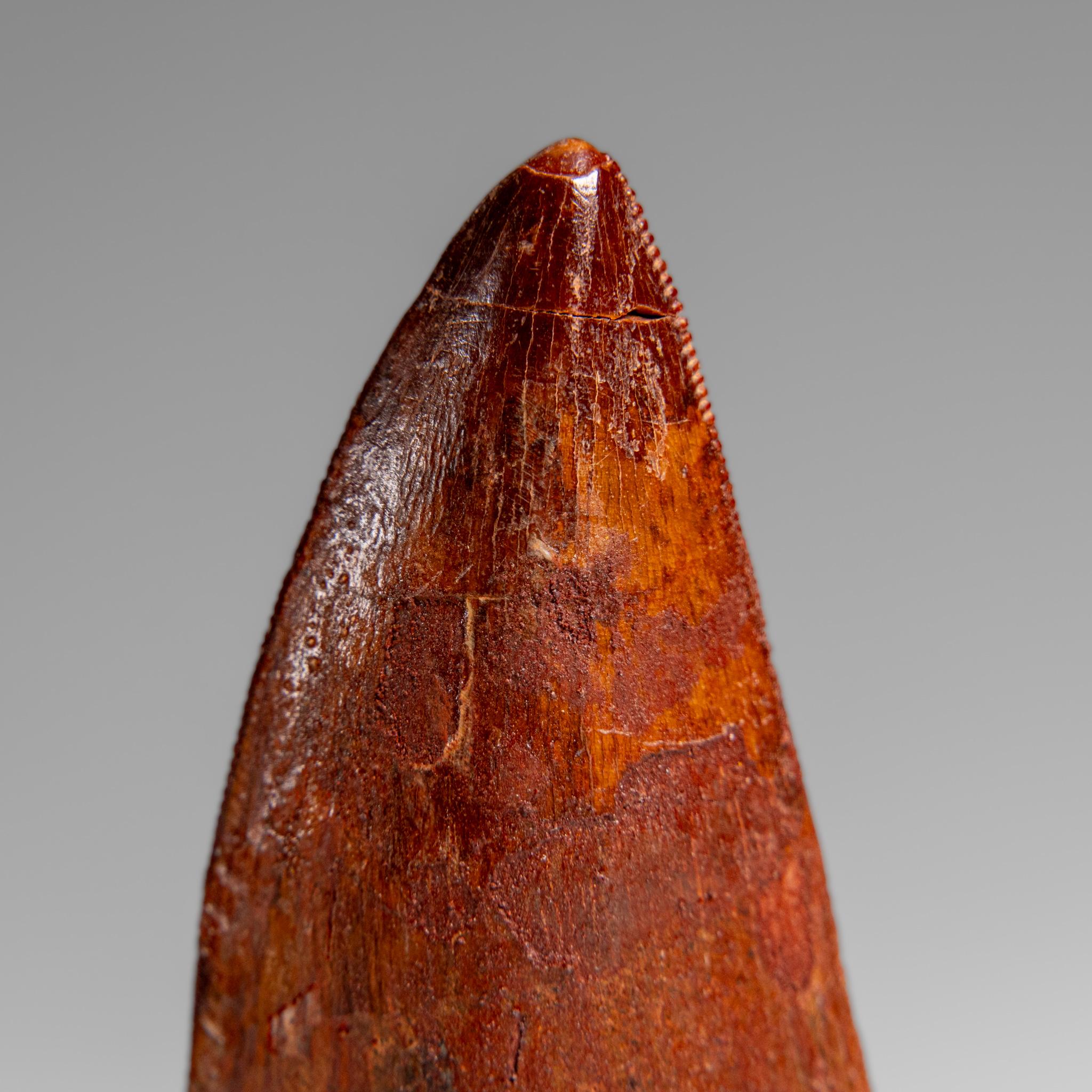 18th Century and Earlier Genuine Natural Carcharodontosaurus Dinosaur Tooth in Display Box For Sale