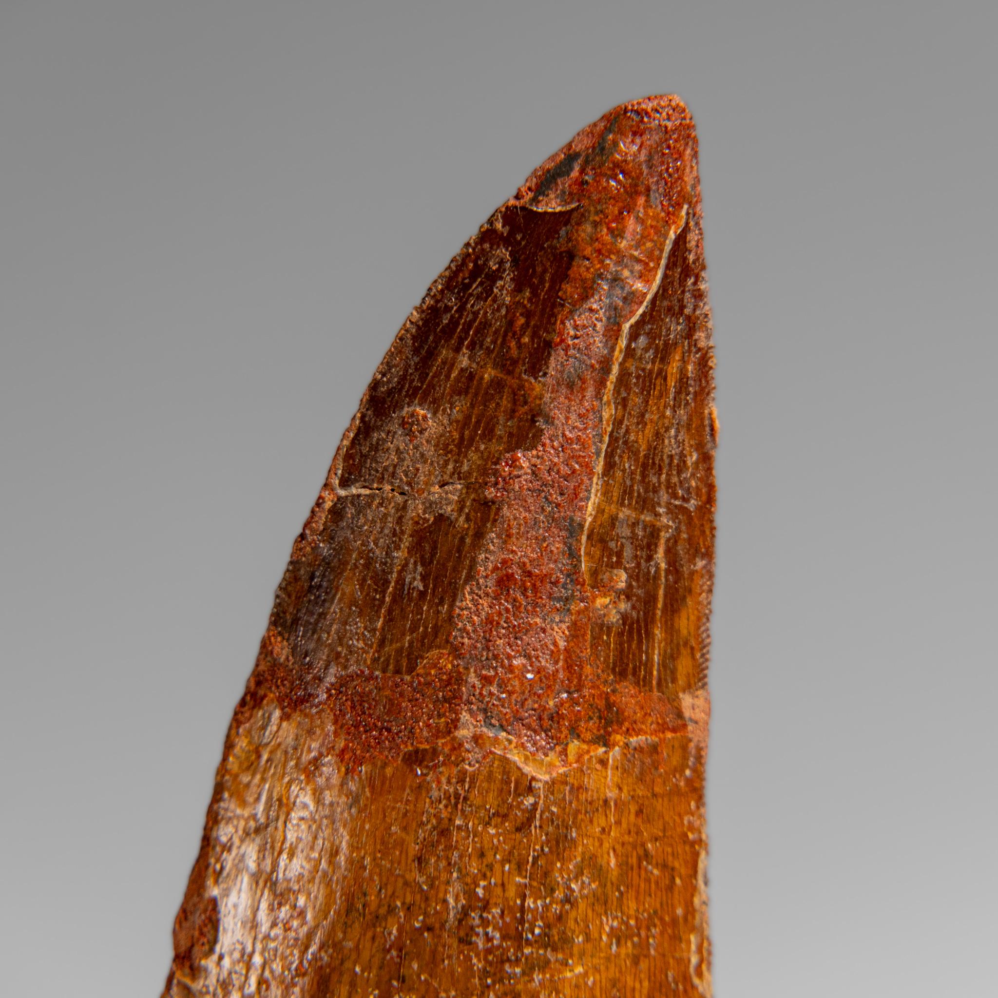 18th Century and Earlier Genuine Natural Carcharodontosaurus Dinosaur Tooth in Display Box For Sale