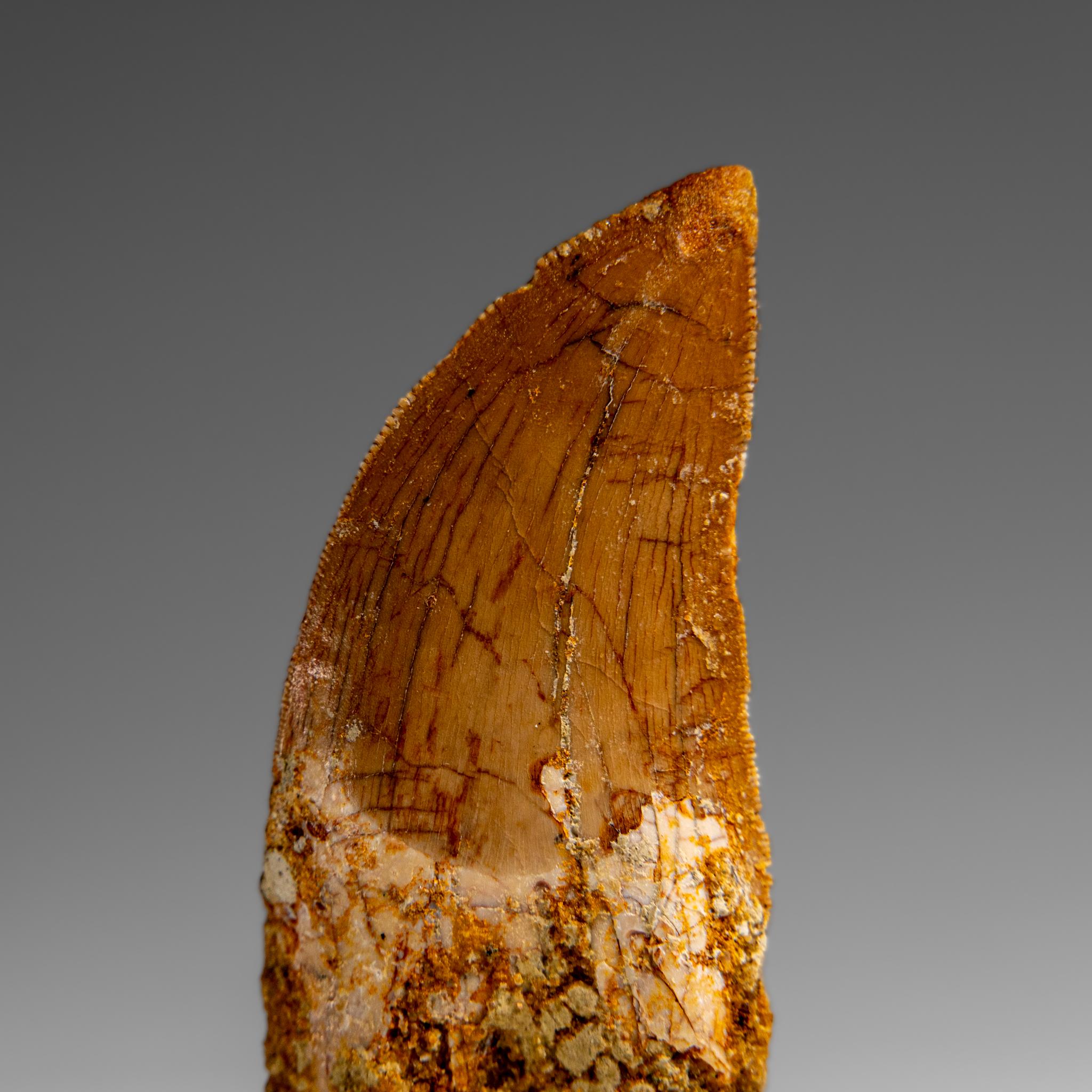 Genuine Natural Carcharodontosaurus Dinosaur Tooth in Display Box For Sale 1