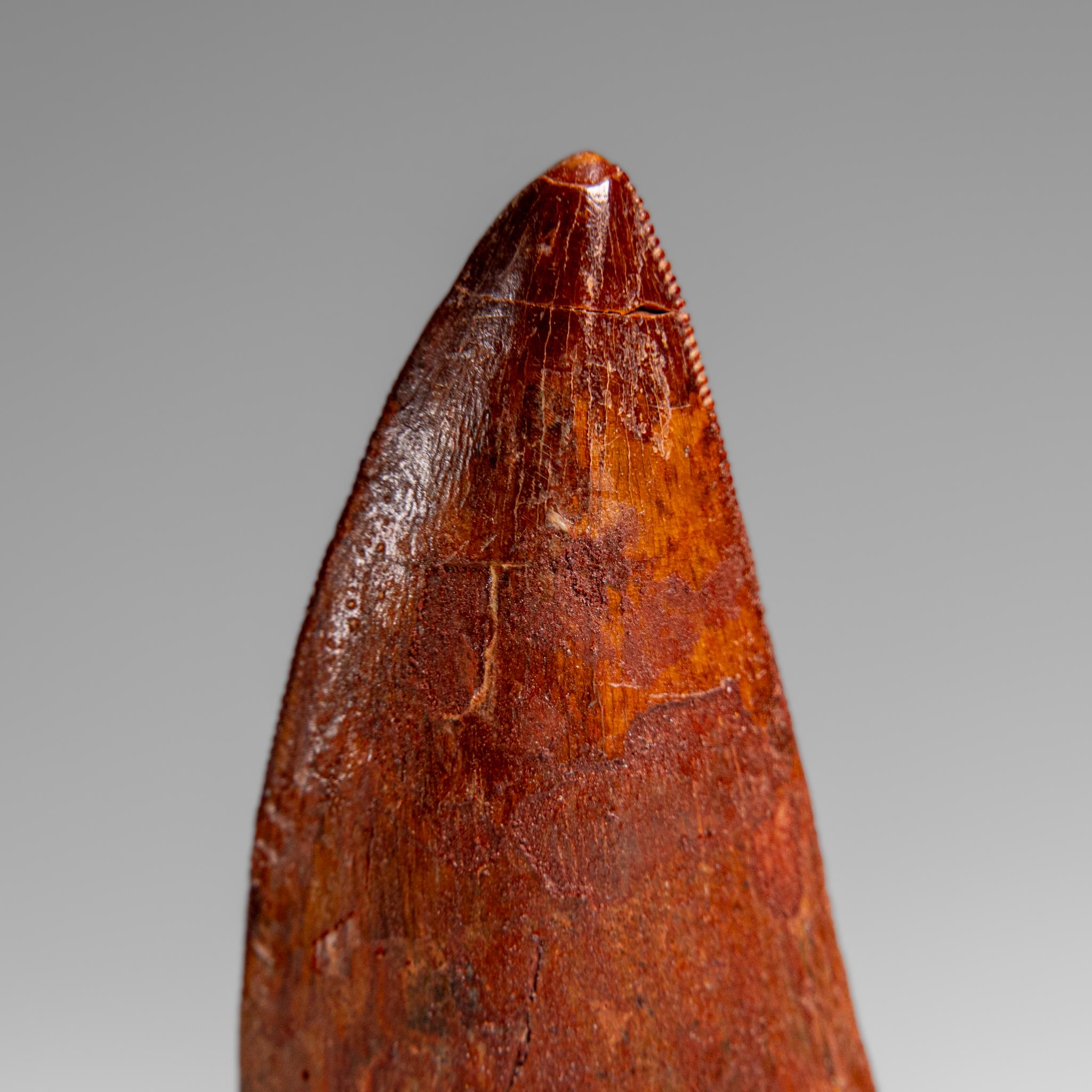 Other Genuine Natural Carcharodontosaurus Dinosaur Tooth in Display Box For Sale