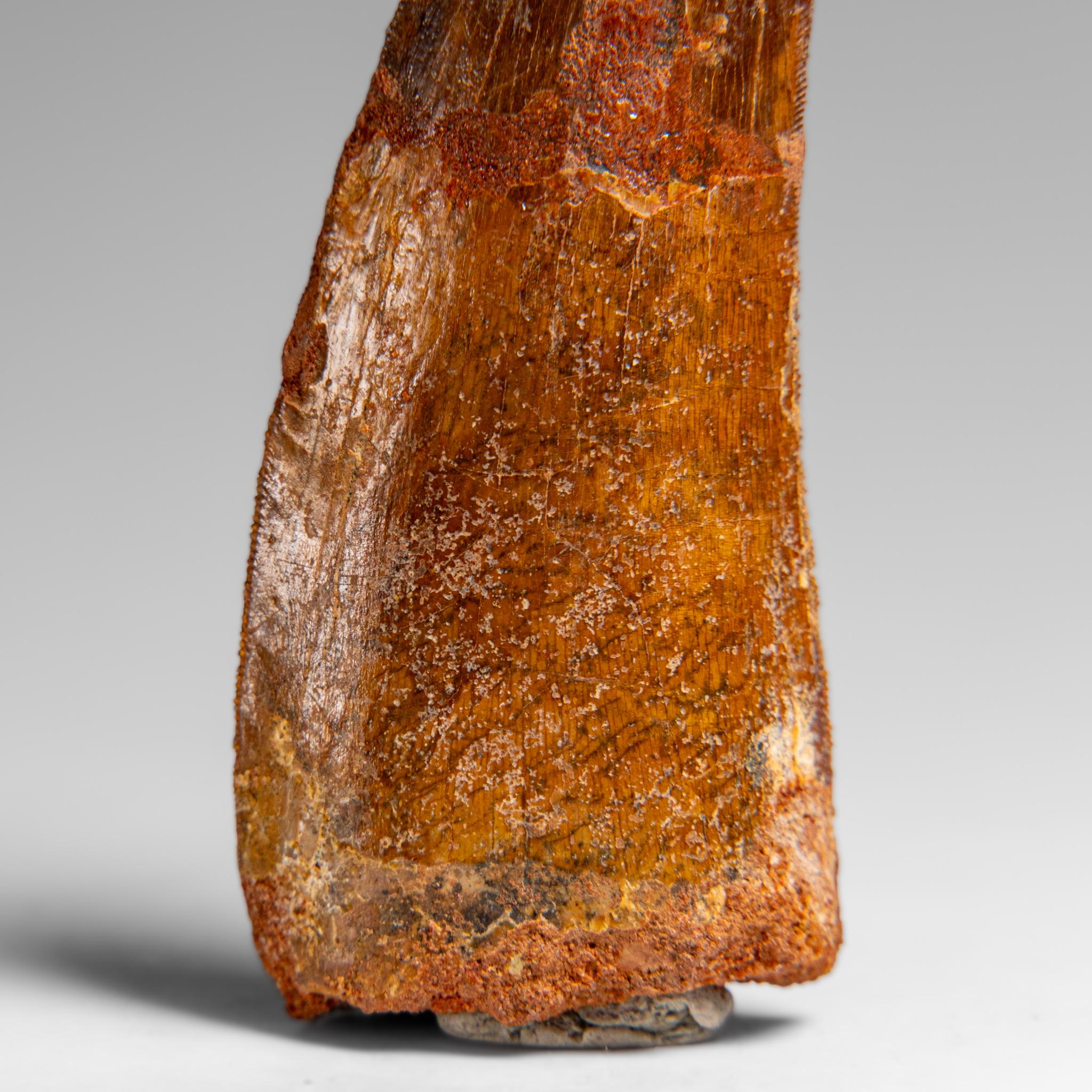 Other Genuine Natural Carcharodontosaurus Dinosaur Tooth in Display Box For Sale