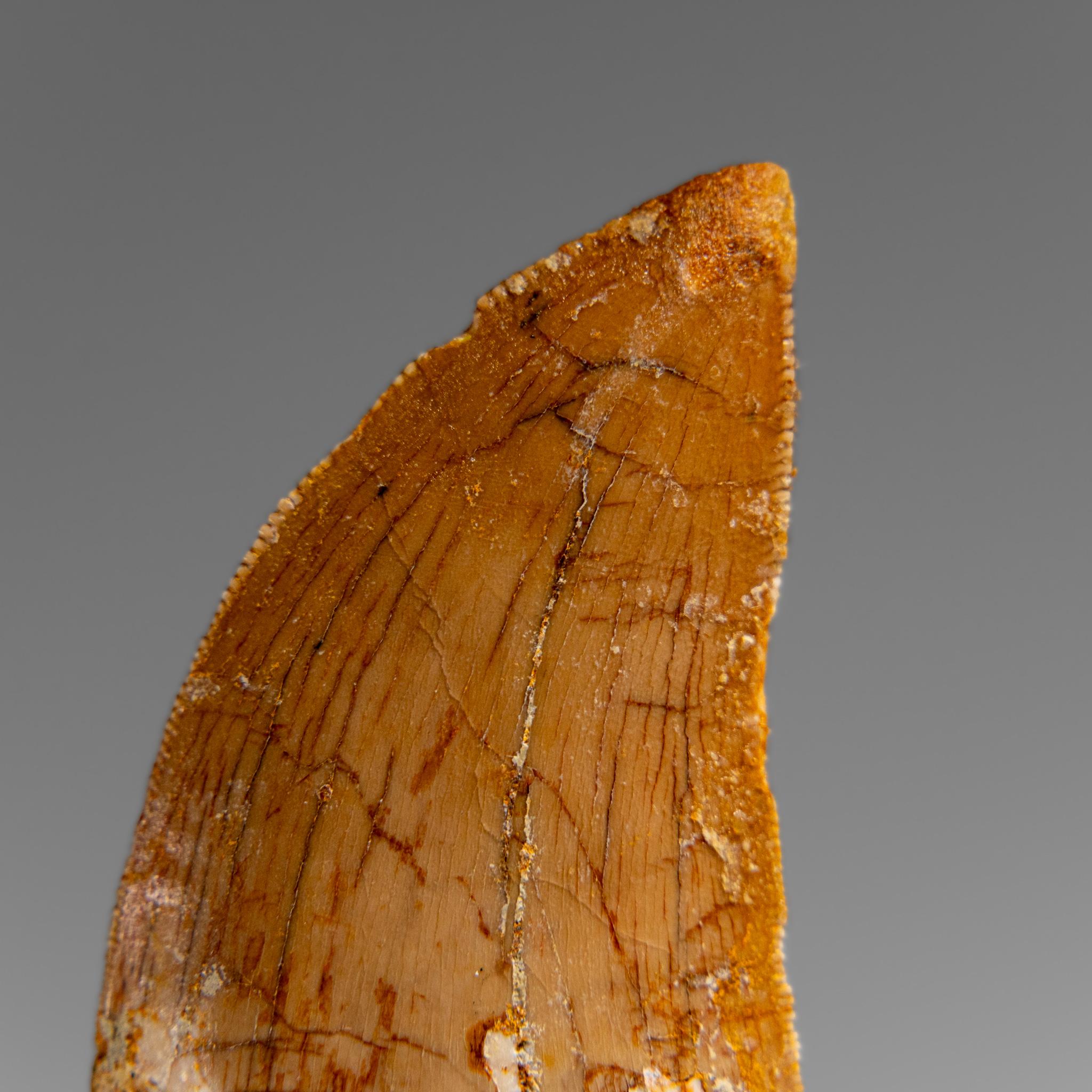 Genuine Natural Carcharodontosaurus Dinosaur Tooth in Display Box For Sale 2