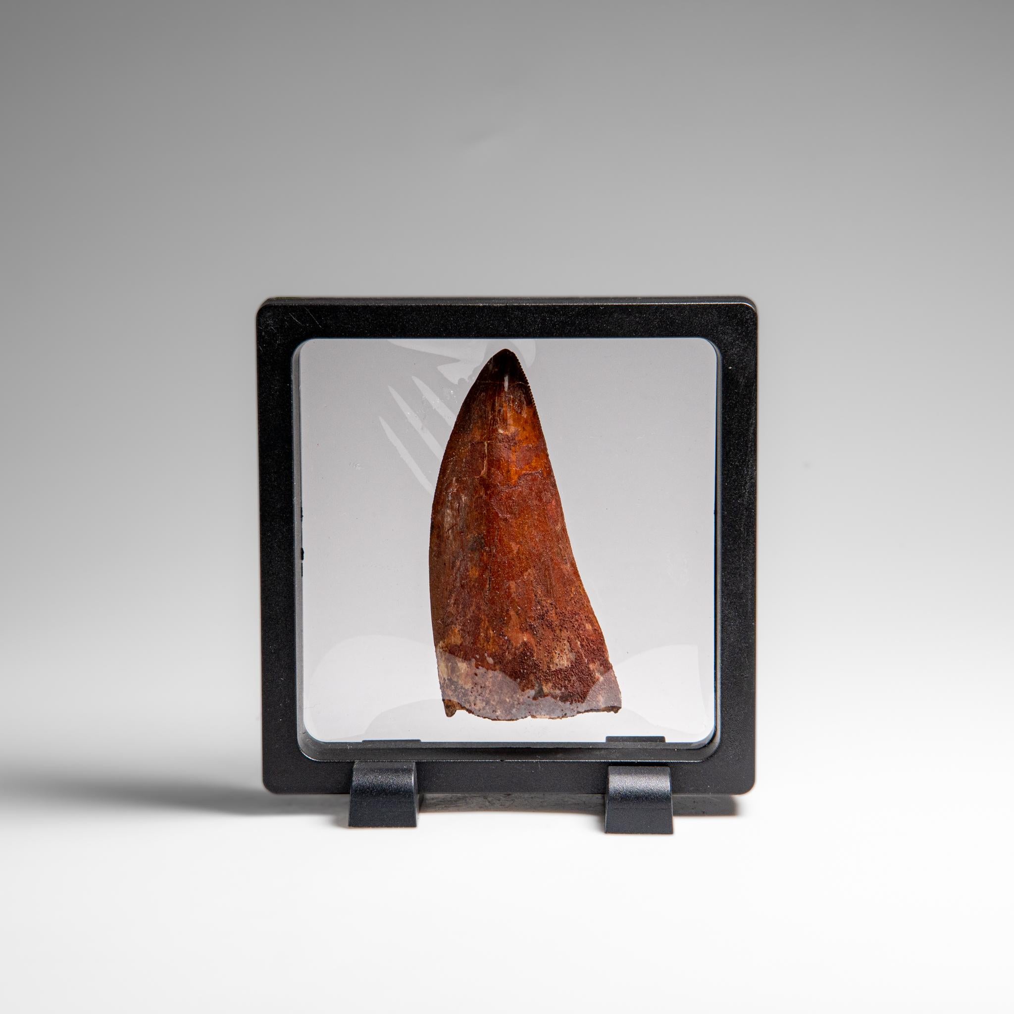 Genuine Natural Carcharodontosaurus Dinosaur Tooth in Display Box For Sale 1