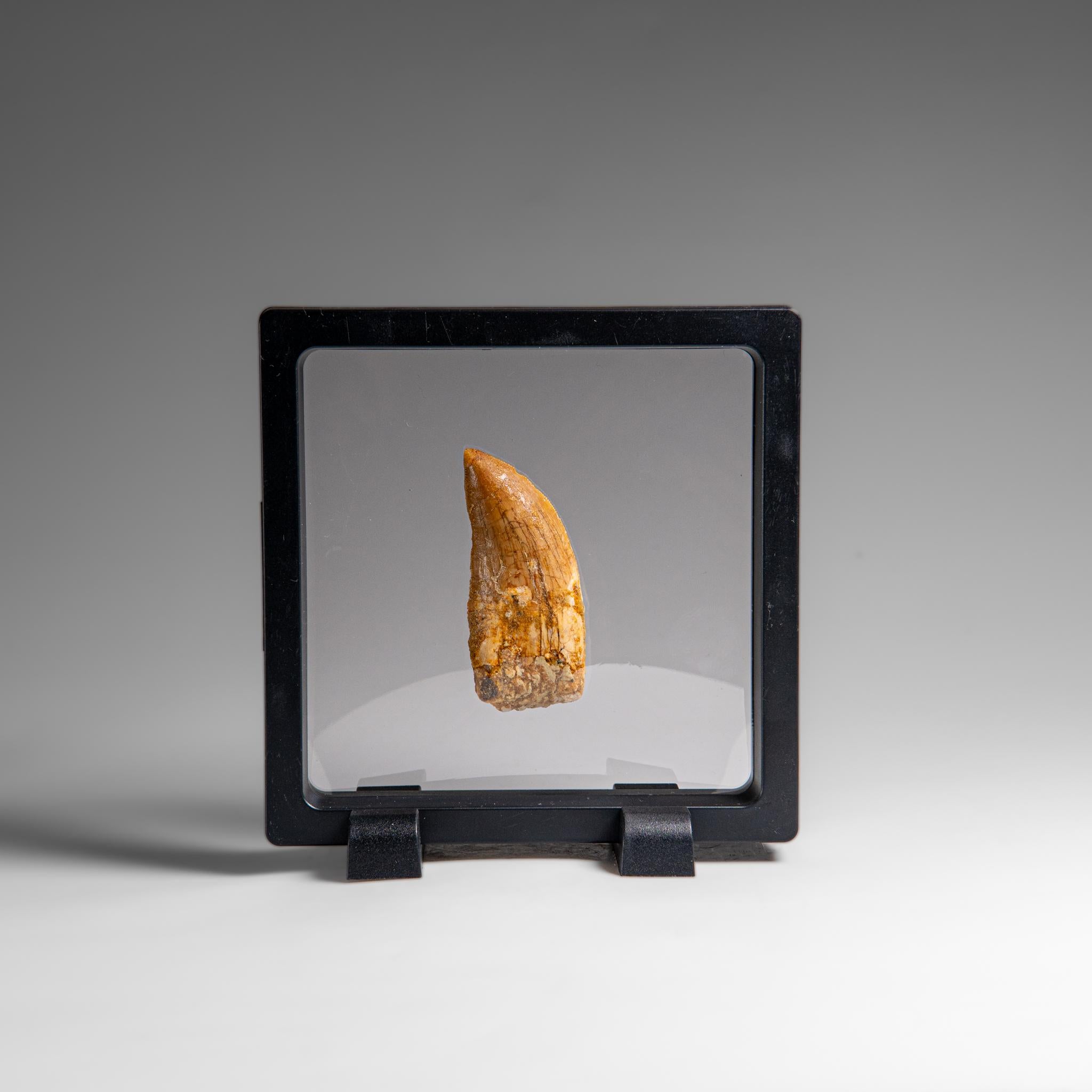 Genuine Natural Carcharodontosaurus Dinosaur Tooth in Display Box For Sale 3