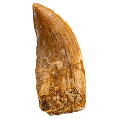 Genuine Natural Carcharodontosaurus Dinosaur Tooth in Display Box