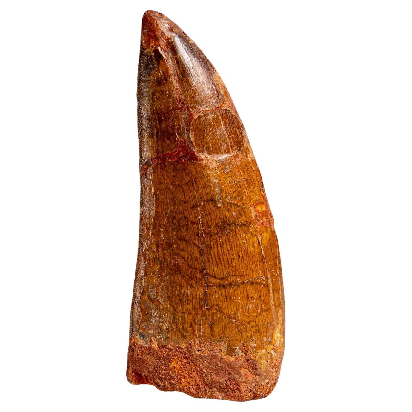 Genuine Natural Carcharodontosaurus Dinosaur Tooth in Display Box