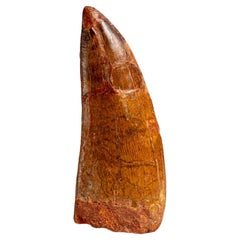 Genuine Natural Carcharodontosaurus Dinosaur Tooth in Display Box