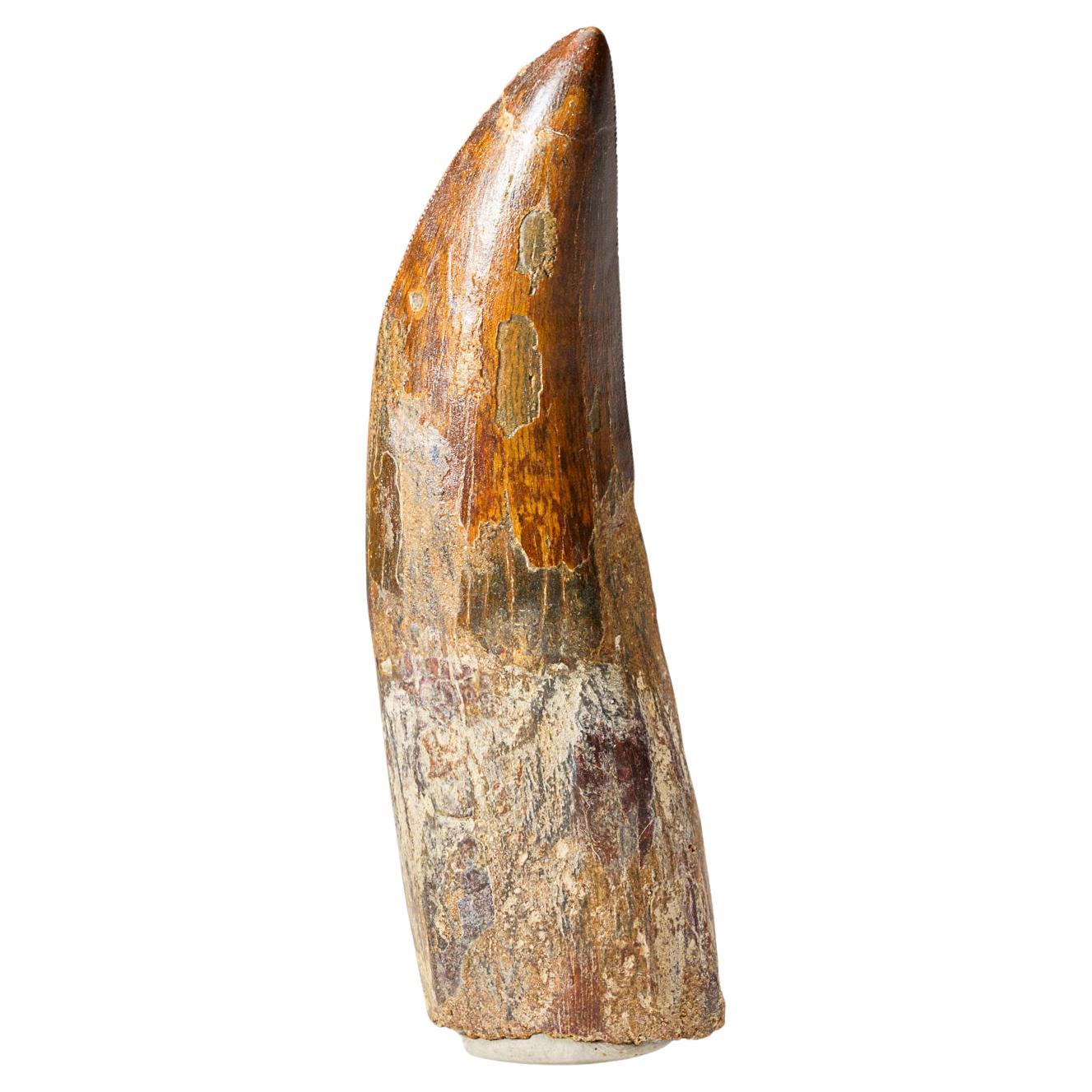 Genuine Natural Carcharodontosaurus Dinosaur Tooth in Display Box
