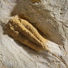 Genuine Natural Clustered Trilobites in Matrix '19 lbs'