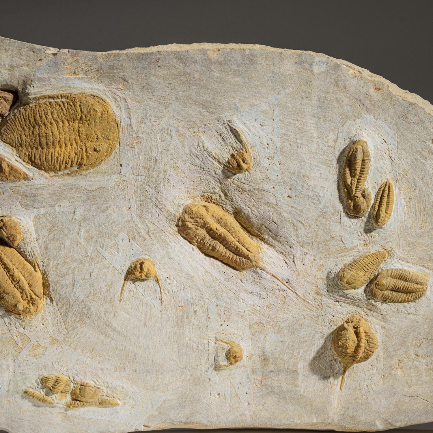 Genuine Natural Clustered Trilobites in Matrix '19 lbs' For Sale 1