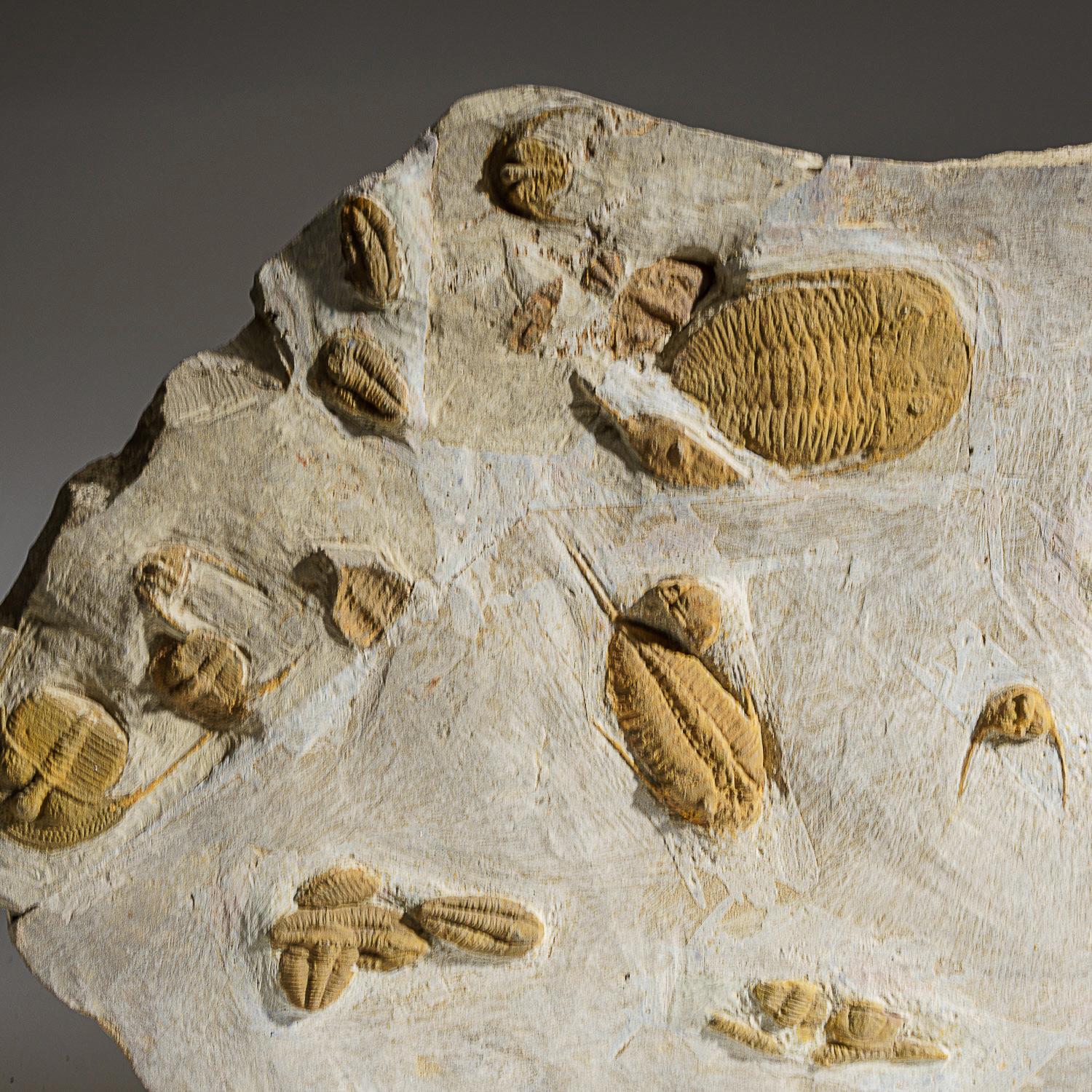 Trilobites Agrupados Naturales Genuinos en Matriz '19 lbs' en venta 2