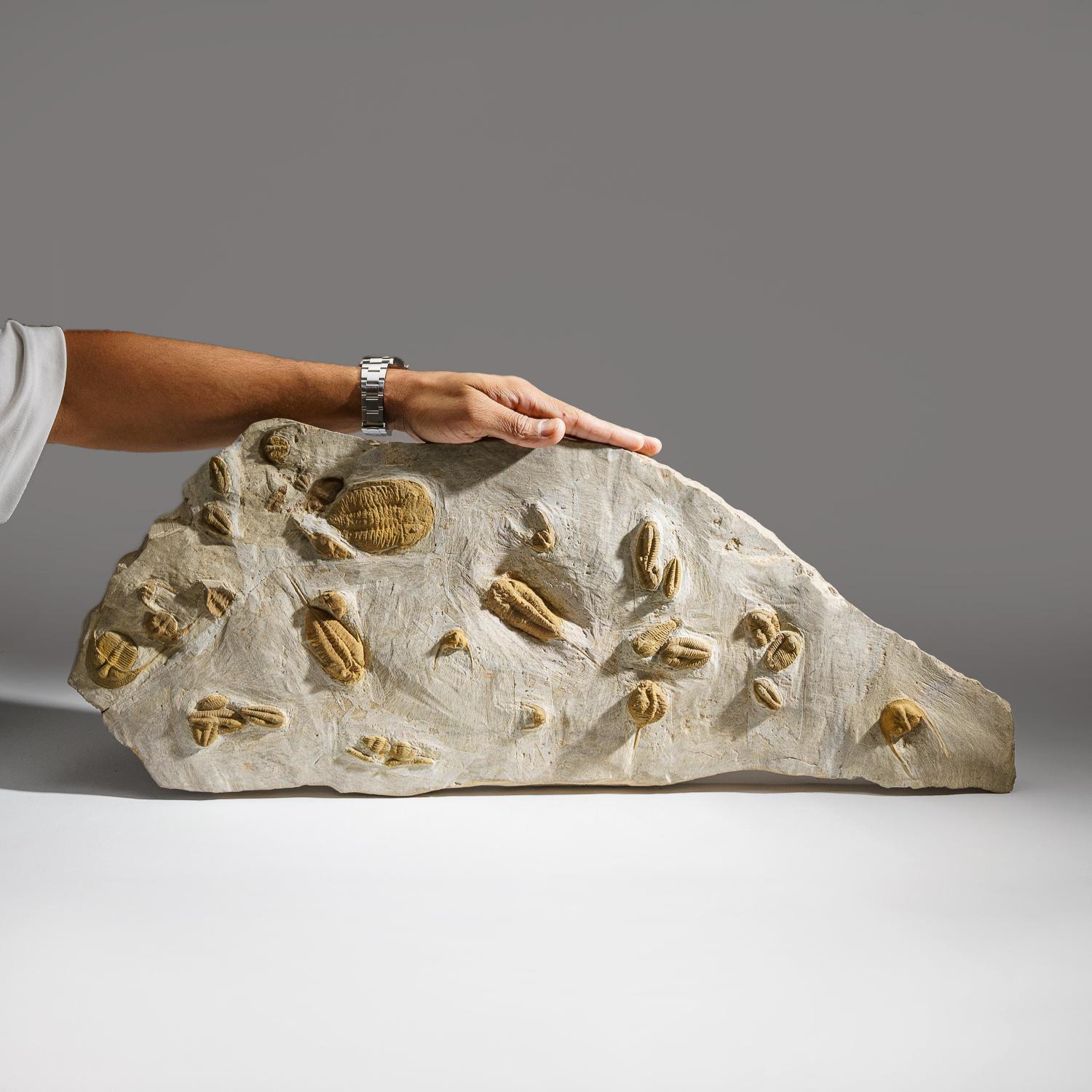 Trilobites Agrupados Naturales Genuinos en Matriz '19 lbs' en venta 3