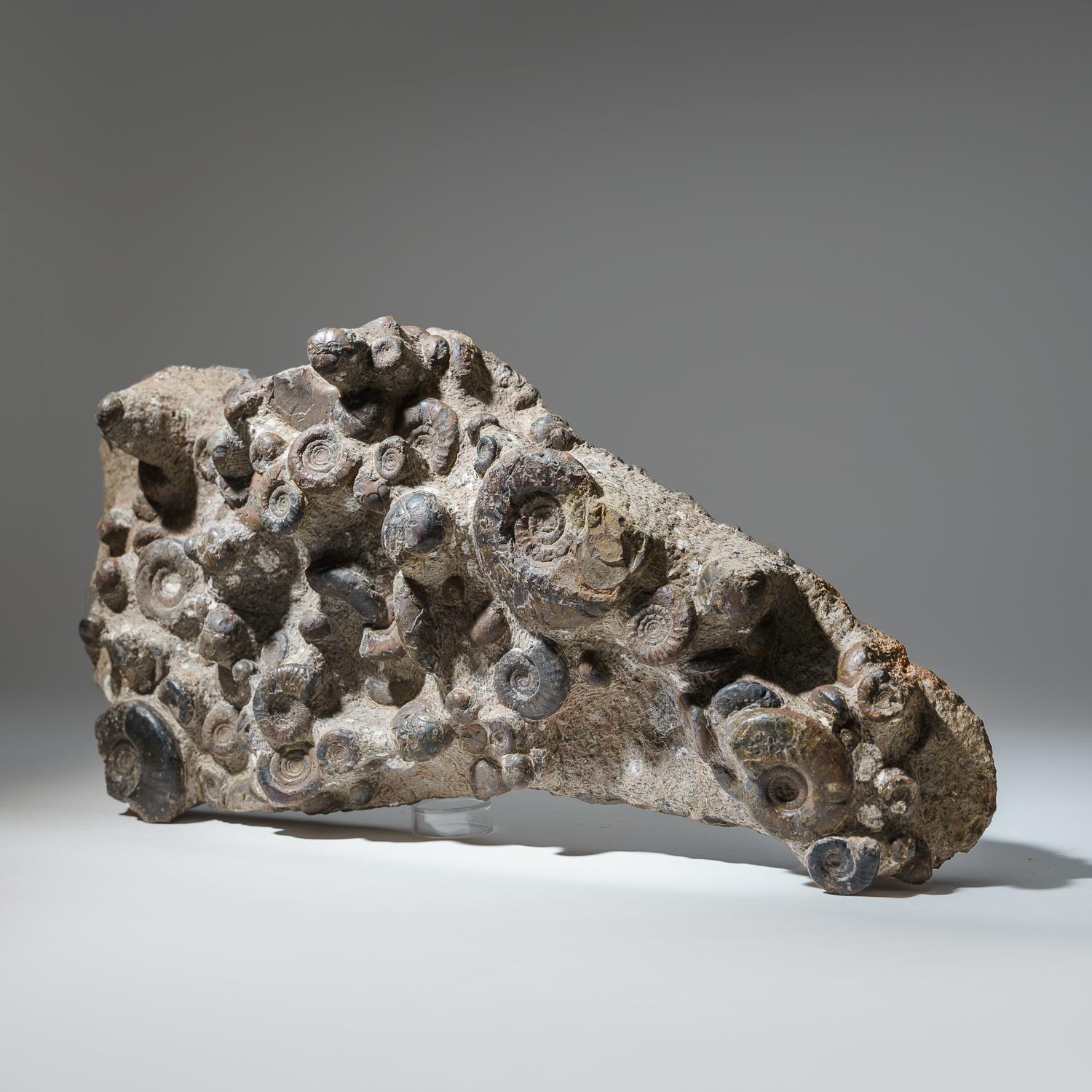 ammonite stein