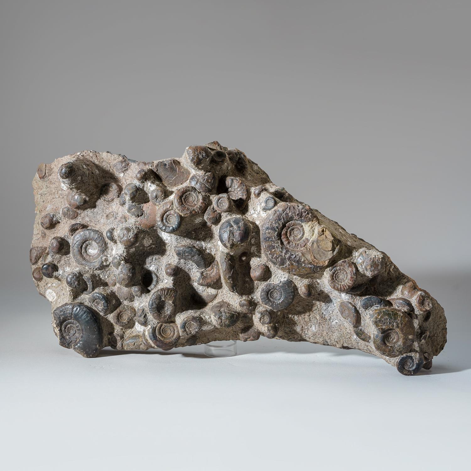 18th Century and Earlier Genuine Natural Fossilized Ammonite Cluster '11 Lbs' For Sale