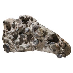 Genuer natürlicher versteinerter Ammonit-Cluster '11 Lbs' aus Ammonit