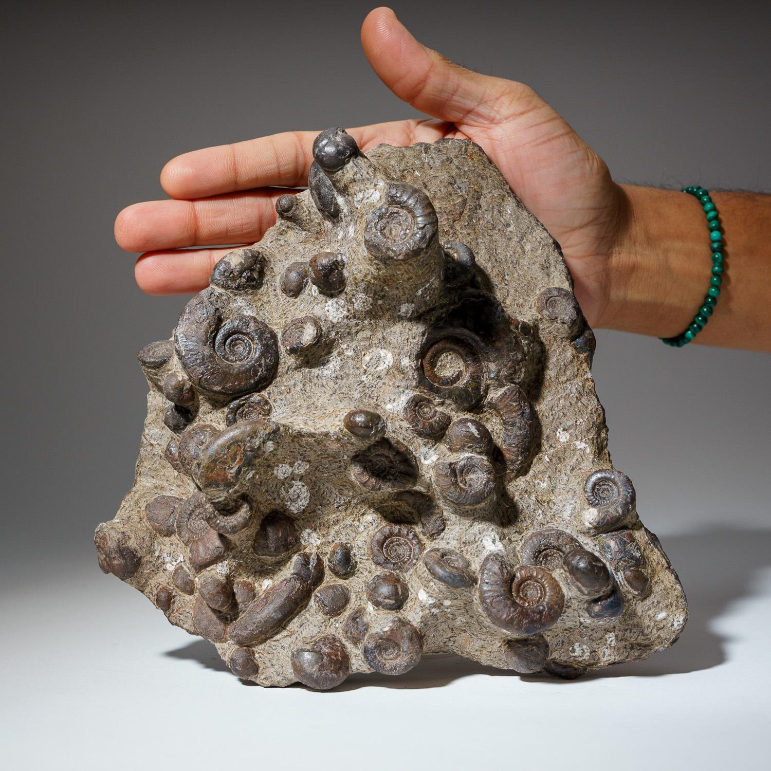 Genuine Natural Fossilized Ammonite Cluster (4.5 lbs) In New Condition For Sale In New York, NY